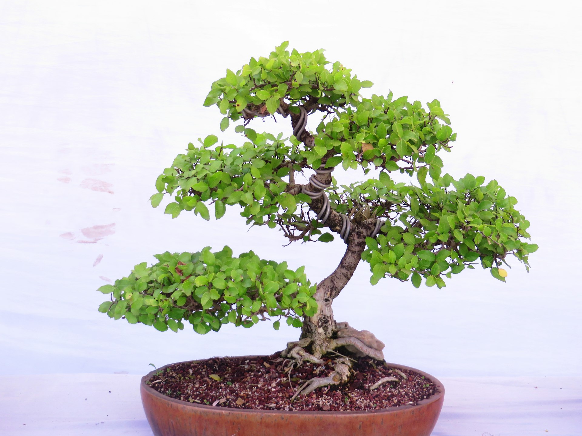 a bonsai tree in a pot on a table